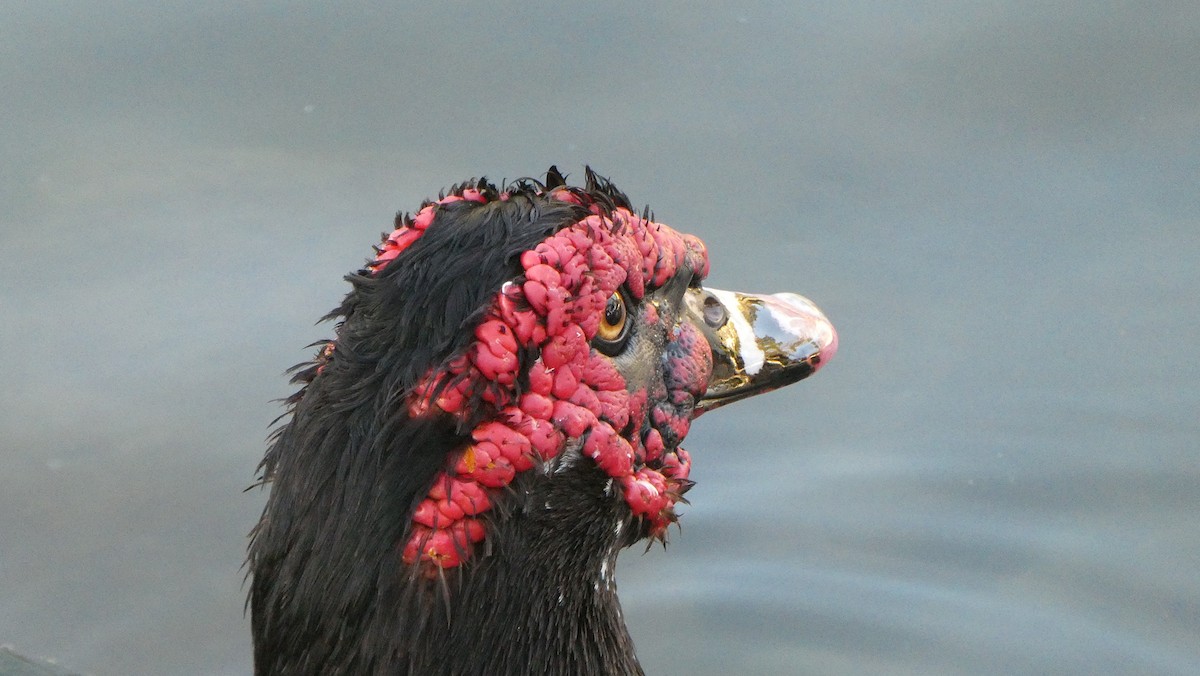 Muscovy Duck (Domestic type) - ML614074426