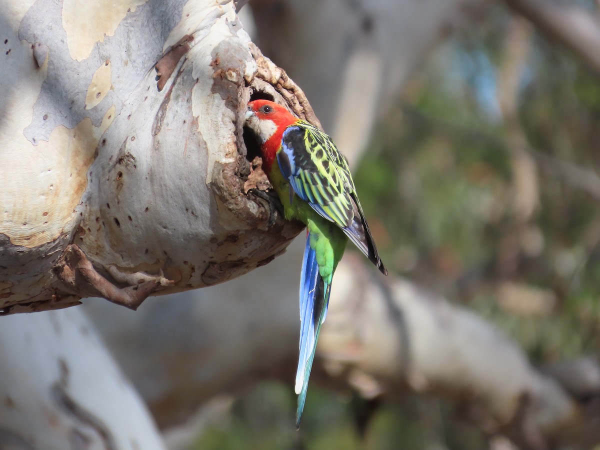 Eastern Rosella - ML614074438