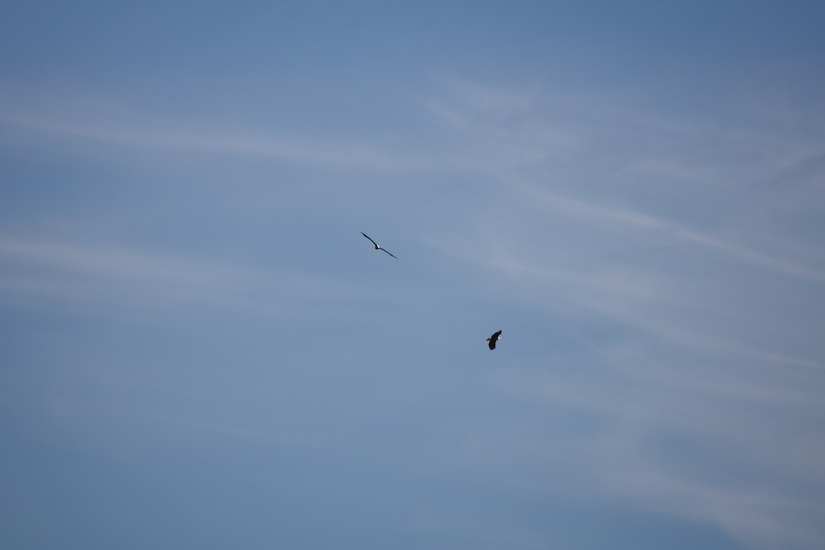 ハクトウワシ - ML614074439