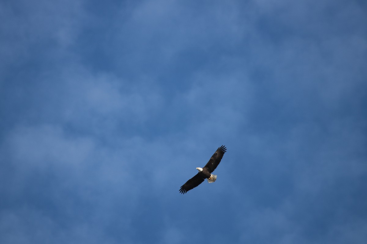 Bald Eagle - ML614074449
