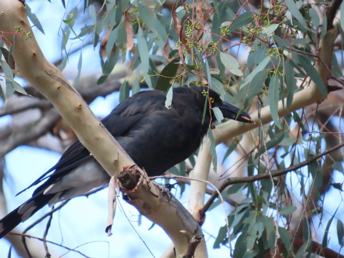 Gray Currawong - ML614074458