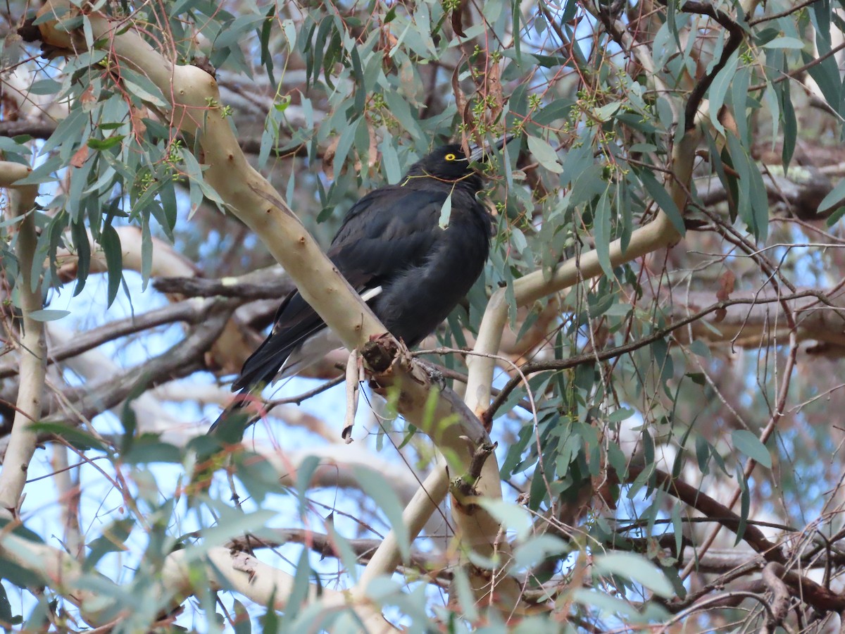 Gray Currawong - ML614074468