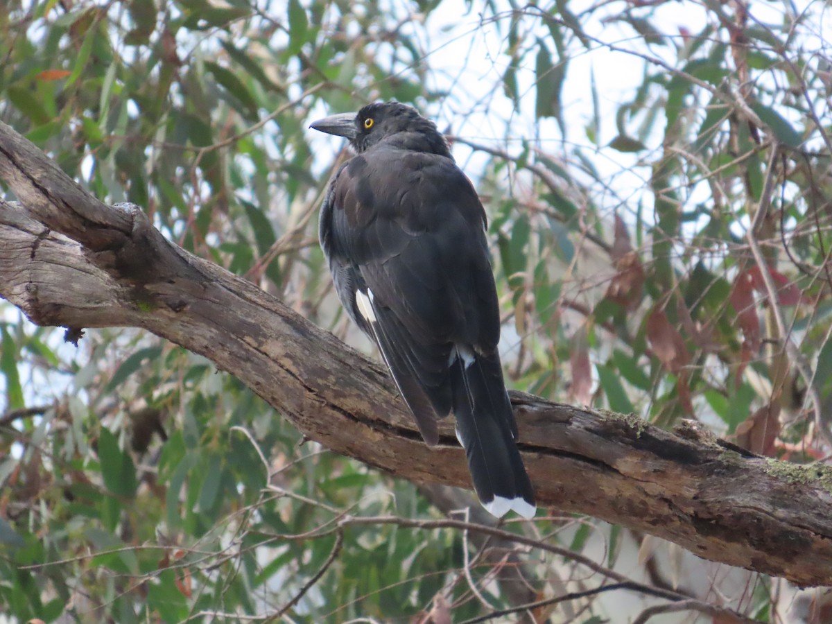 Gray Currawong - ML614074470