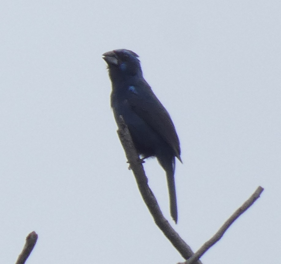 Ultramarine Grosbeak - ML614074486