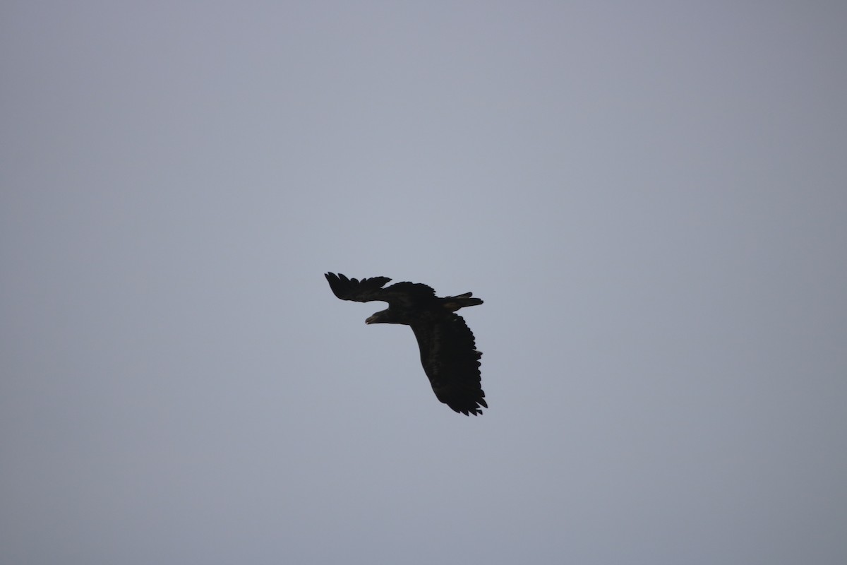 Bald Eagle - Rayka Petkova