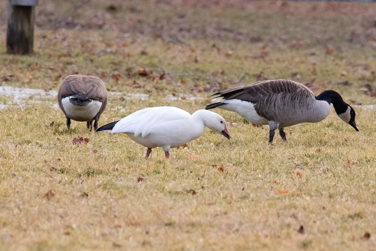 Snow Goose - ML614074509