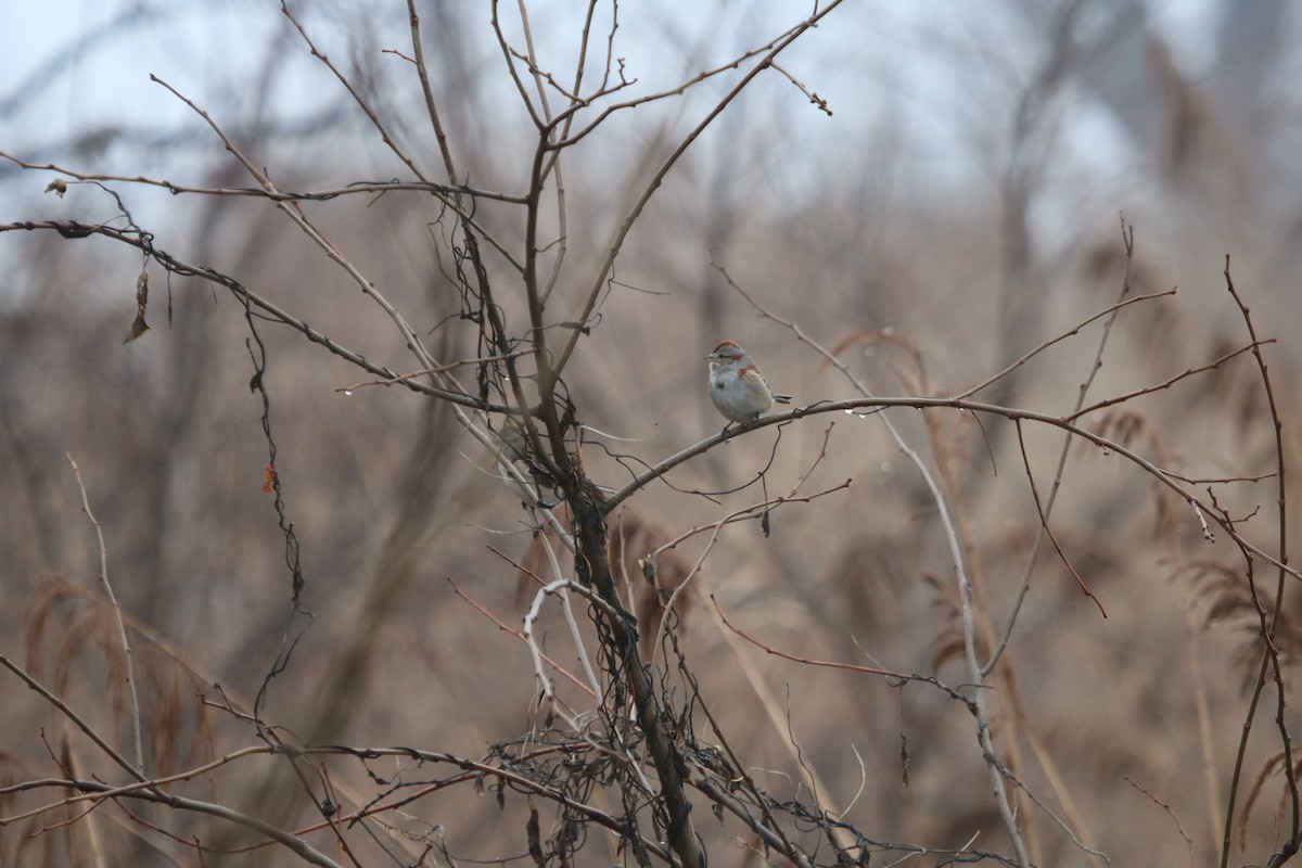 American Tree Sparrow - ML614074520