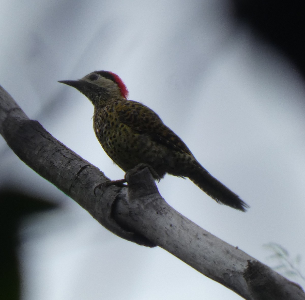 Green-barred Woodpecker - ML614074523