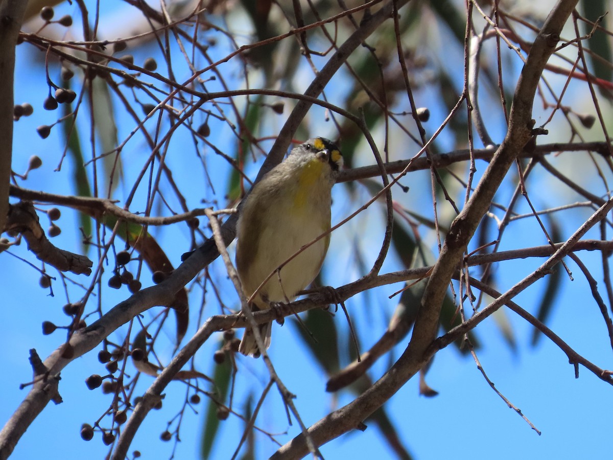 Striated Pardalote - ML614074560