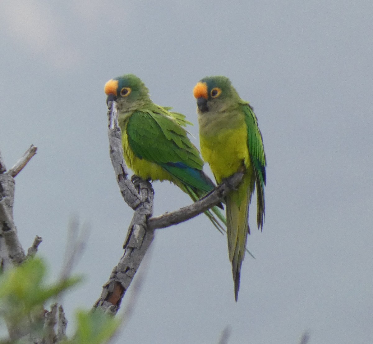 Aratinga Frentidorada - ML614074622