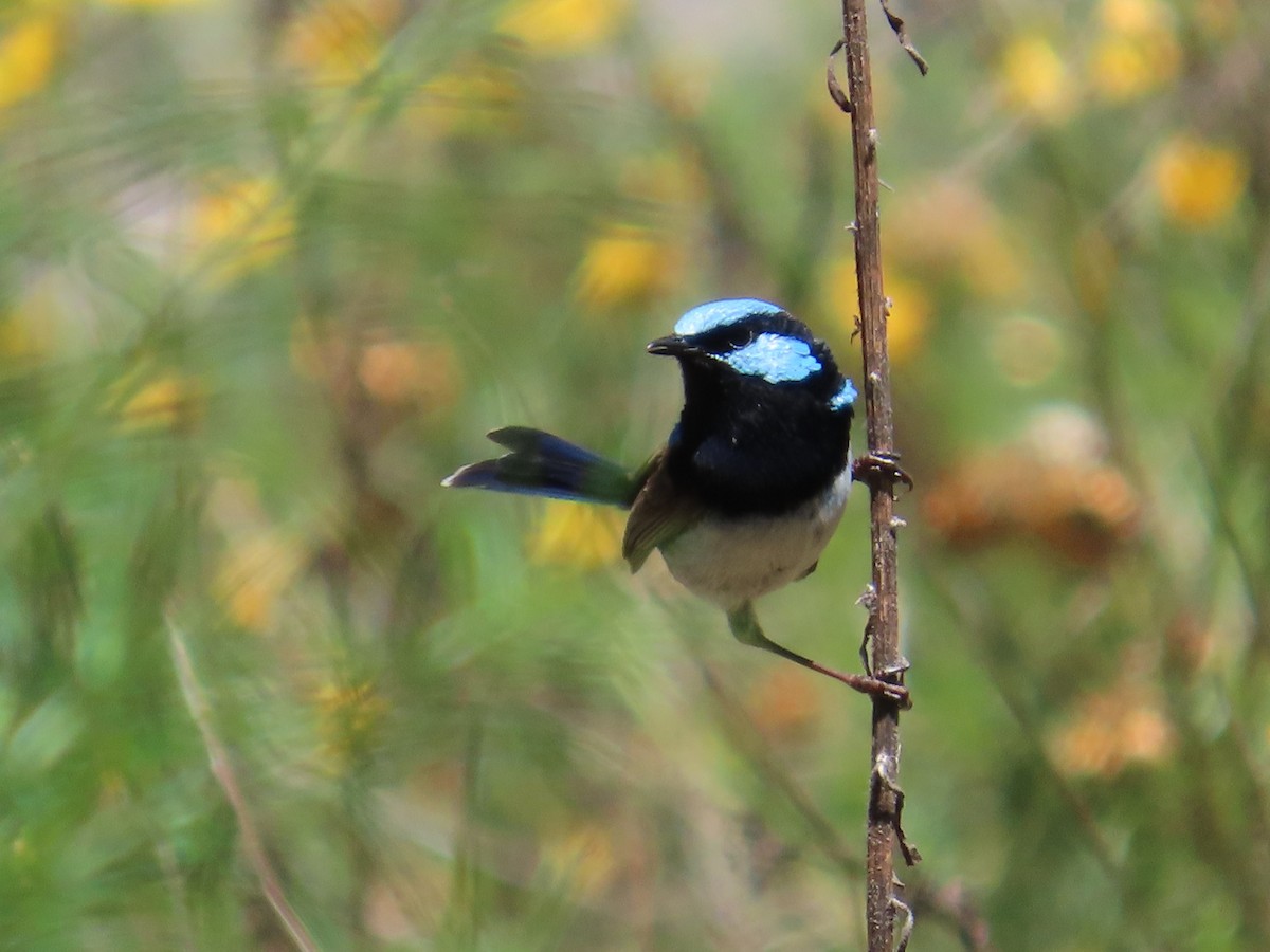 Superb Fairywren - ML614074628