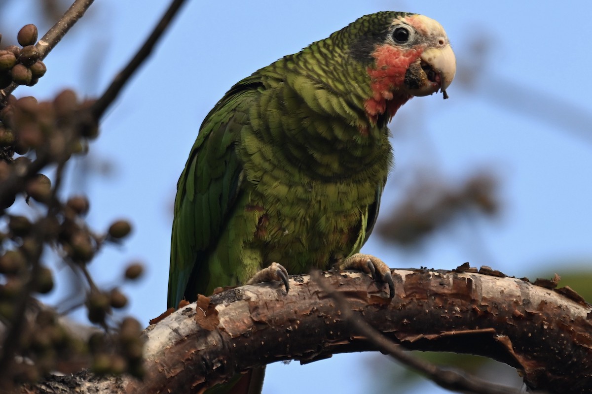 Cuban Parrot (Cayman Is.) - Simon Artuch