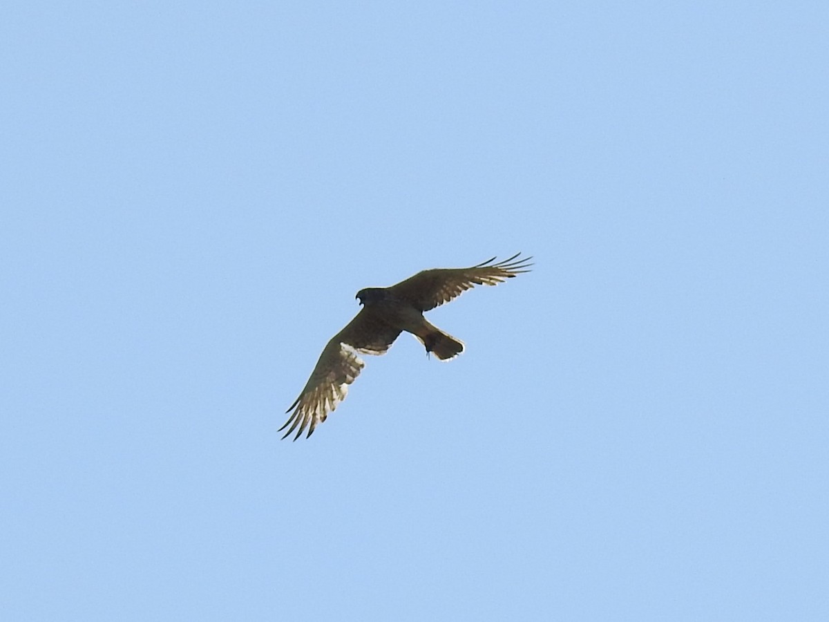 Swamp Harrier - ML614074774