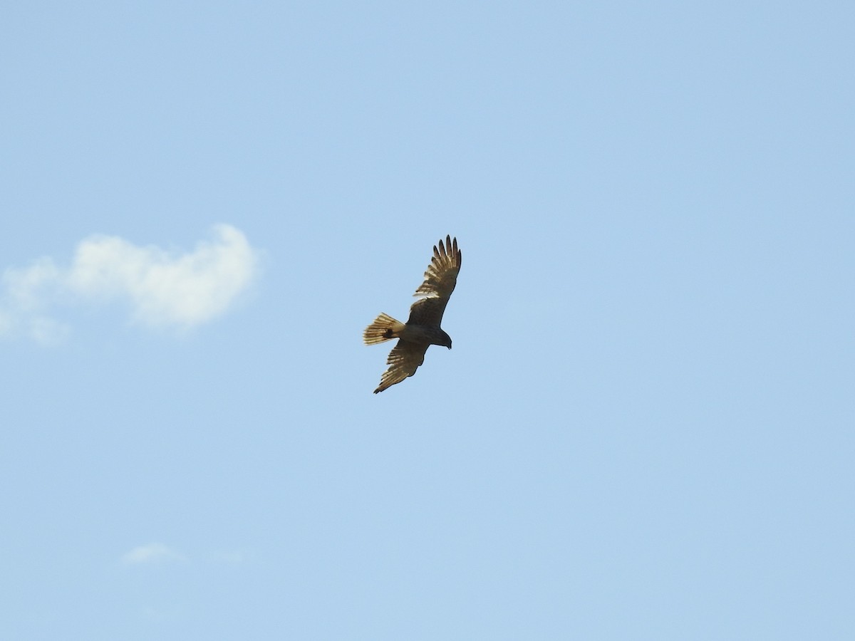 Swamp Harrier - sharon dodd