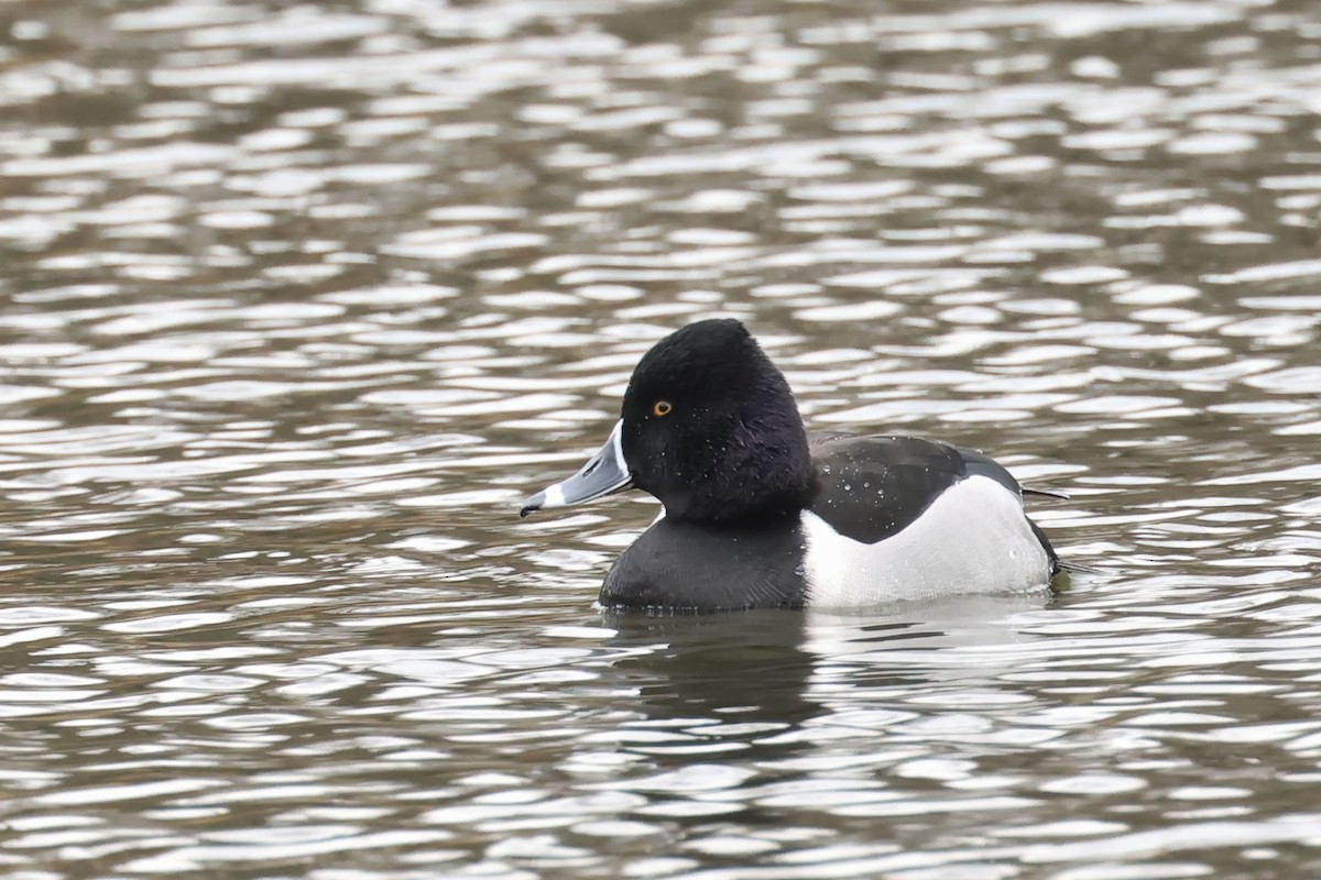 Ring-necked Duck - Mary Thurmond