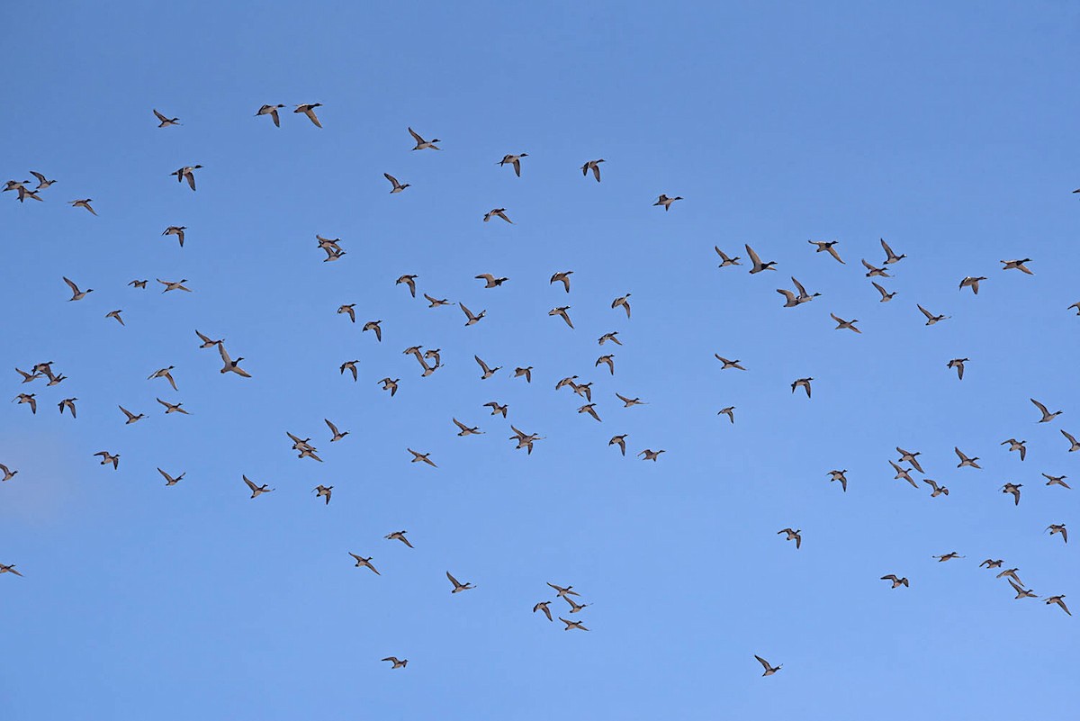 American Wigeon - ML614074802