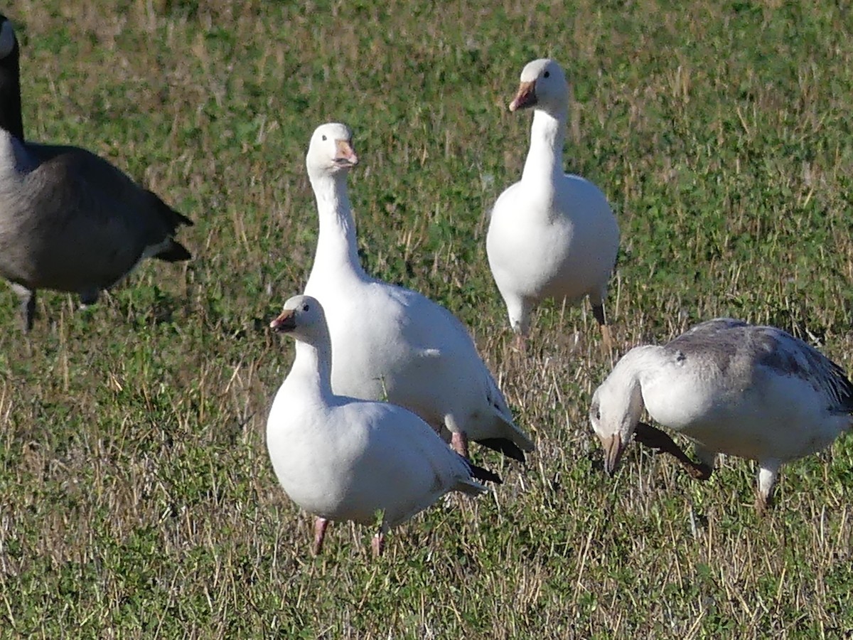 Snow Goose - ML614074836