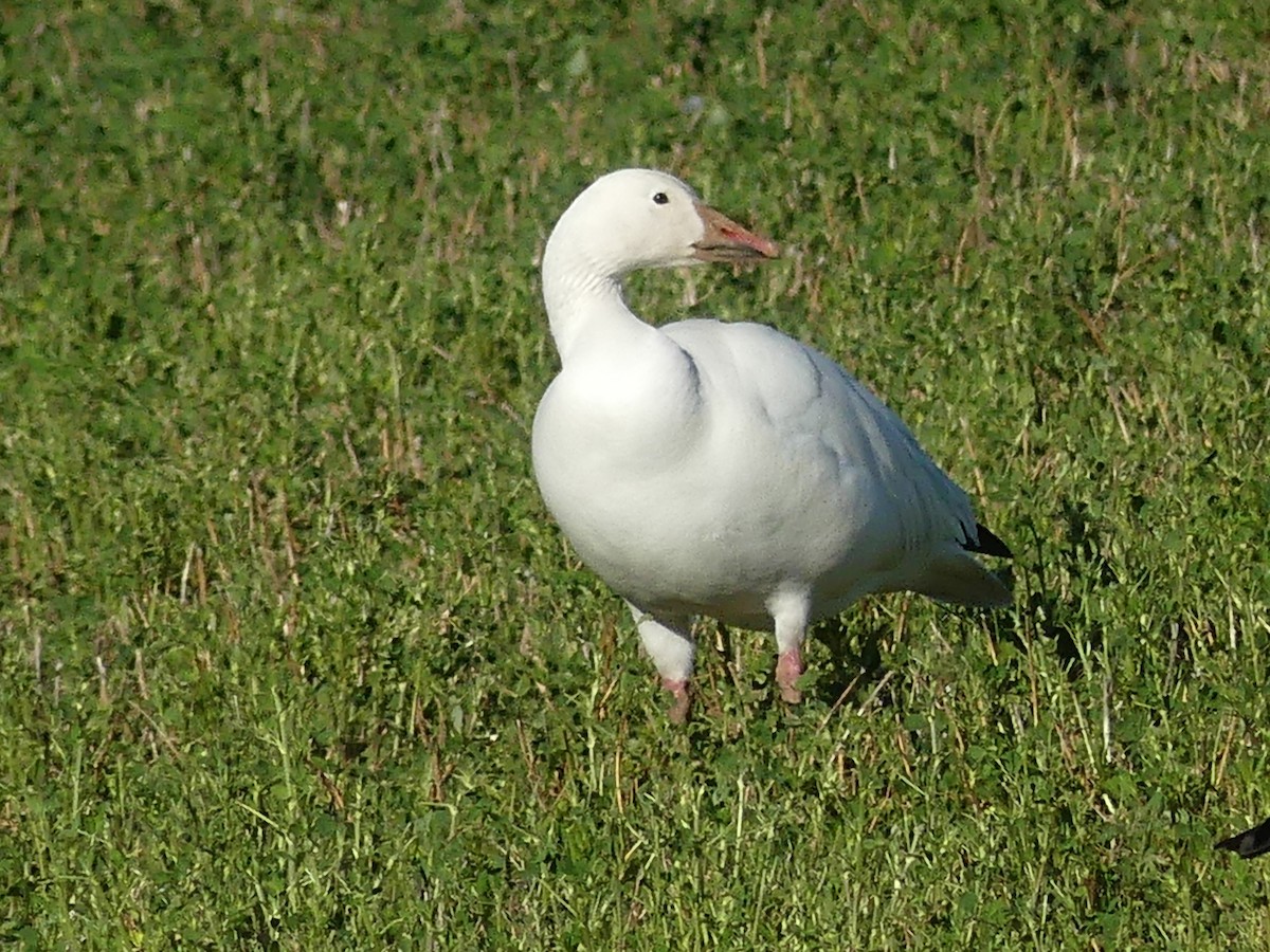 Snow Goose - ML614074837