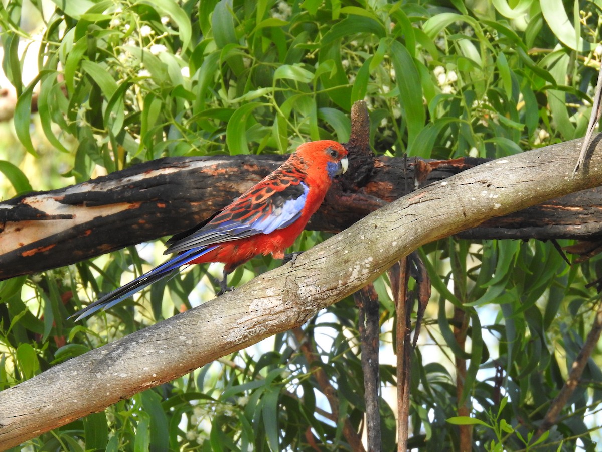 Crimson Rosella - ML614074841