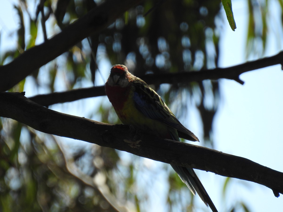 Eastern Rosella - ML614074864