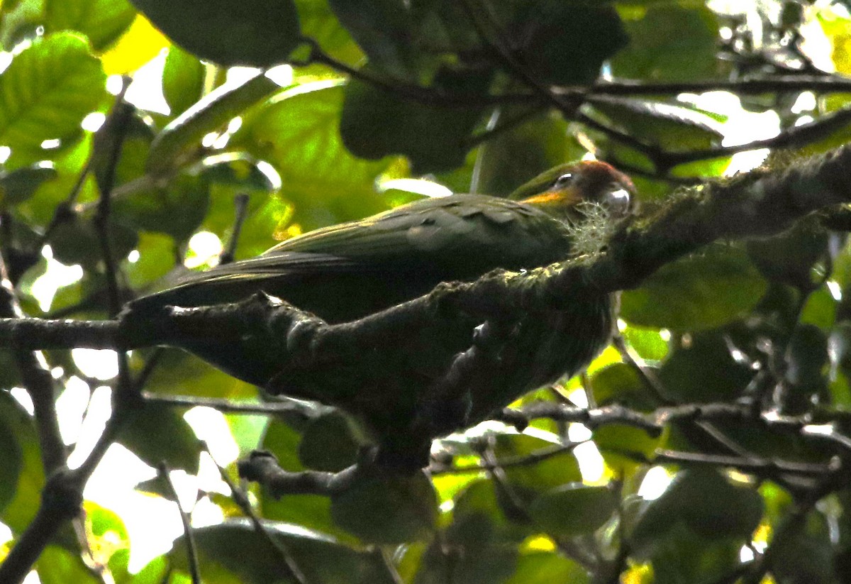 Red-faced Parrot - Daniel Lebbin