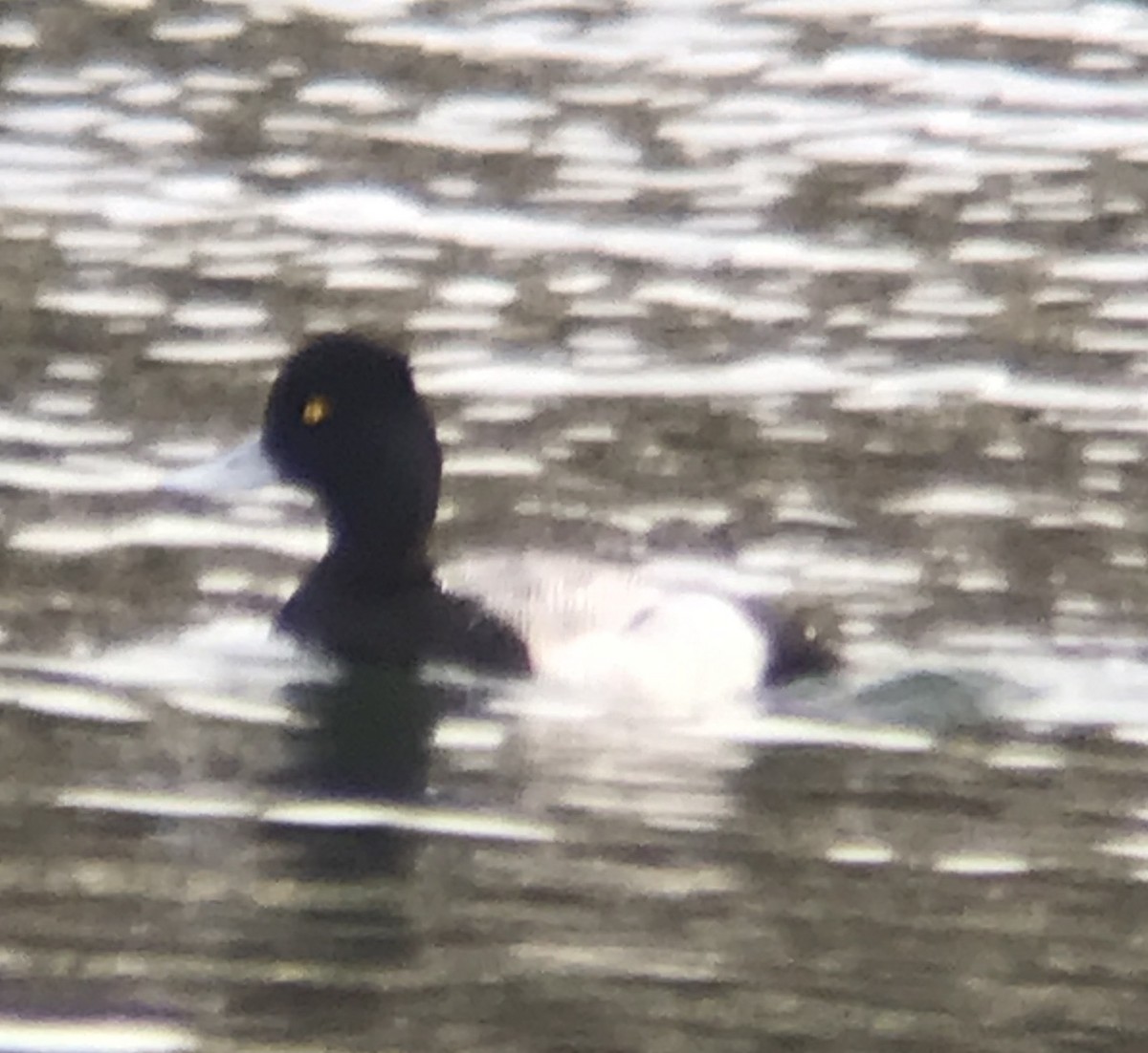 Lesser Scaup - ML614074884