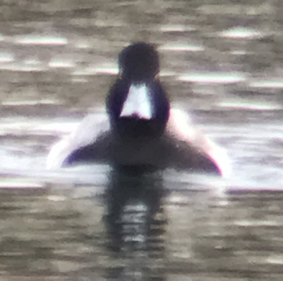 Lesser Scaup - ML614074886