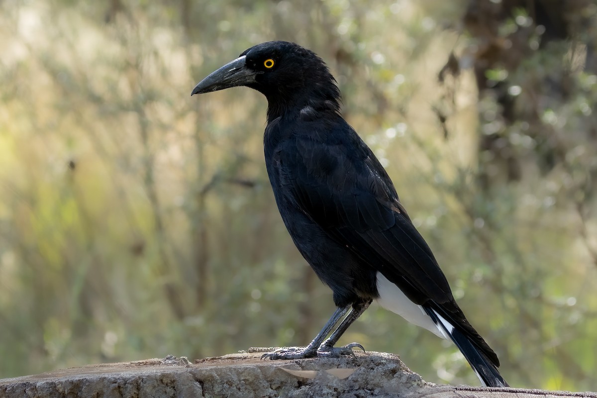 Pied Currawong - ML614074973