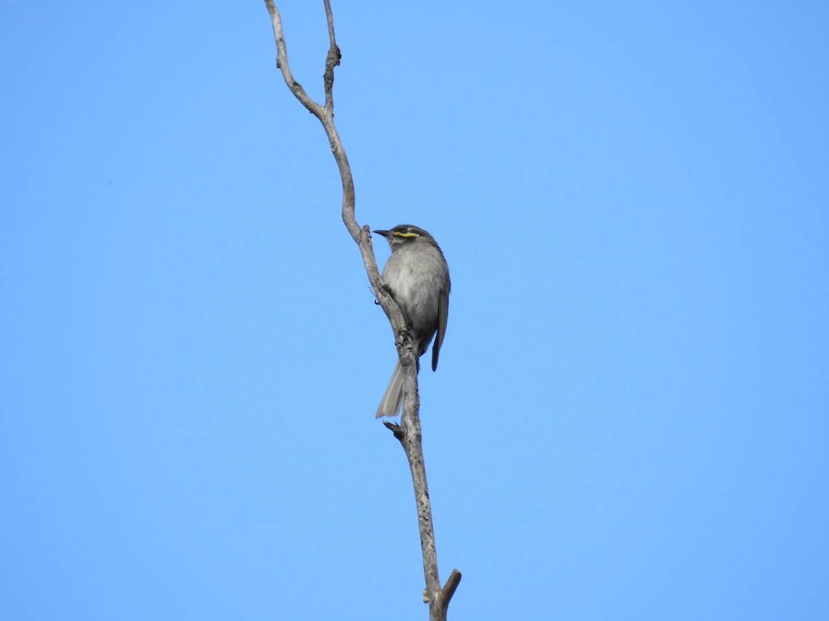 Yellow-faced Honeyeater - ML614074991