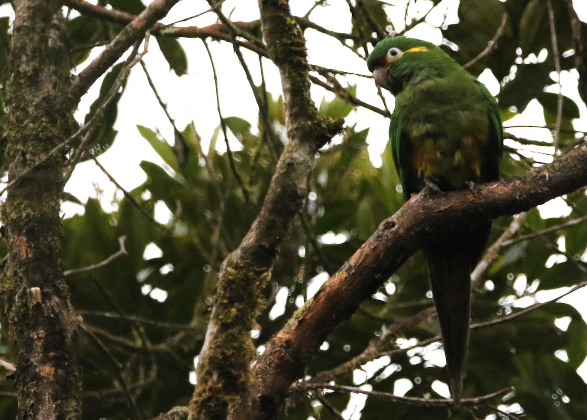 Golden-plumed Parakeet - ML614075096