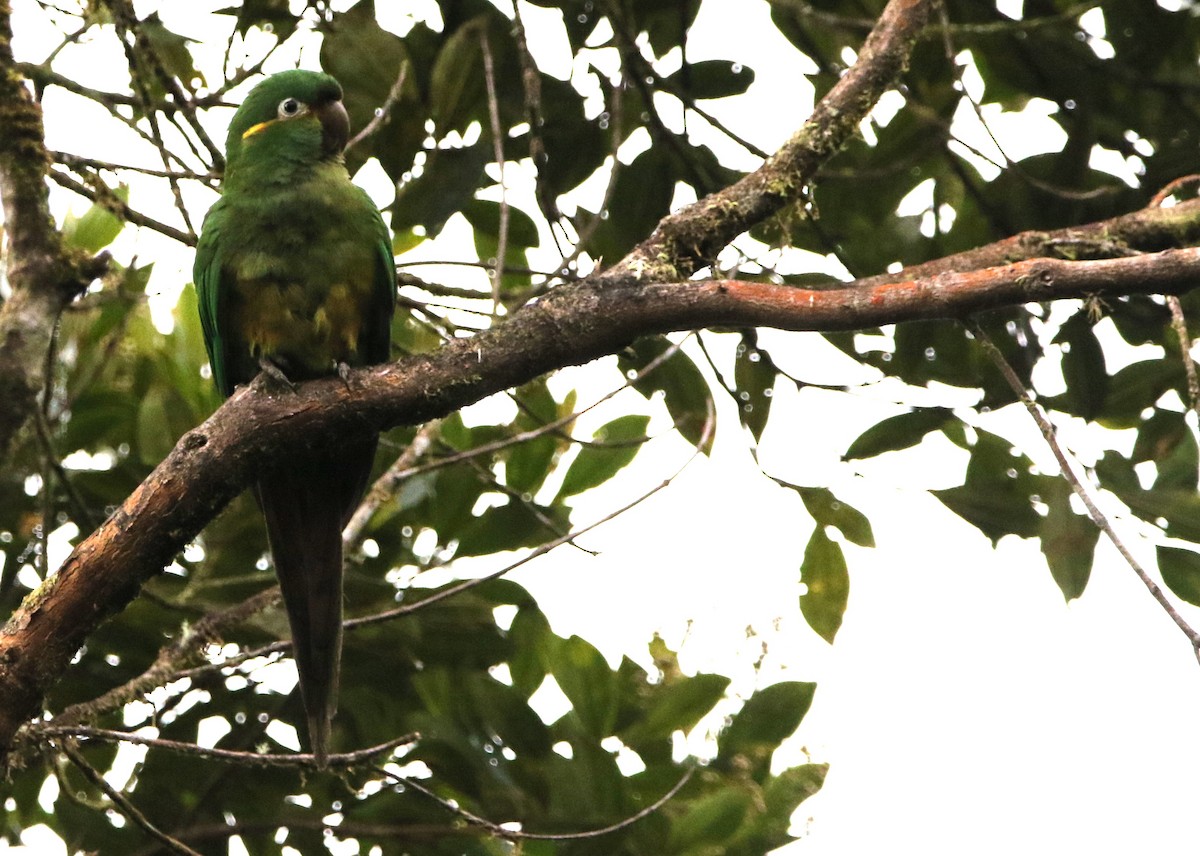 Golden-plumed Parakeet - ML614075098