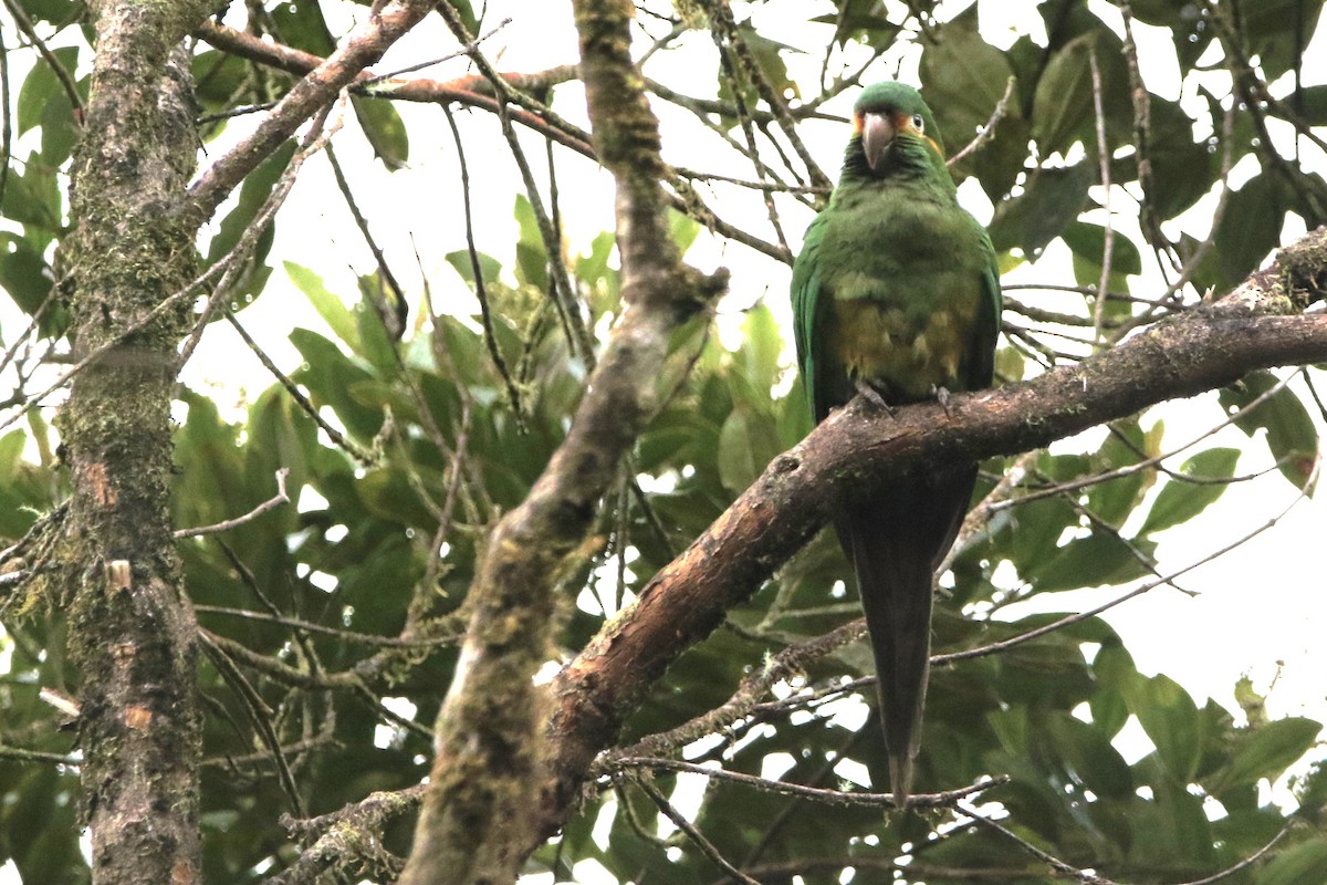 Golden-plumed Parakeet - ML614075106