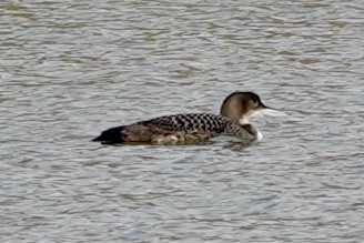 Plongeon huard - ML614075153