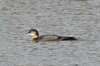 Common Loon - Kenneth Mamitsuka