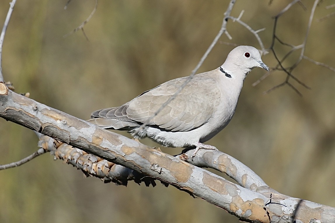 Eurasian Collared-Dove - ML614075167
