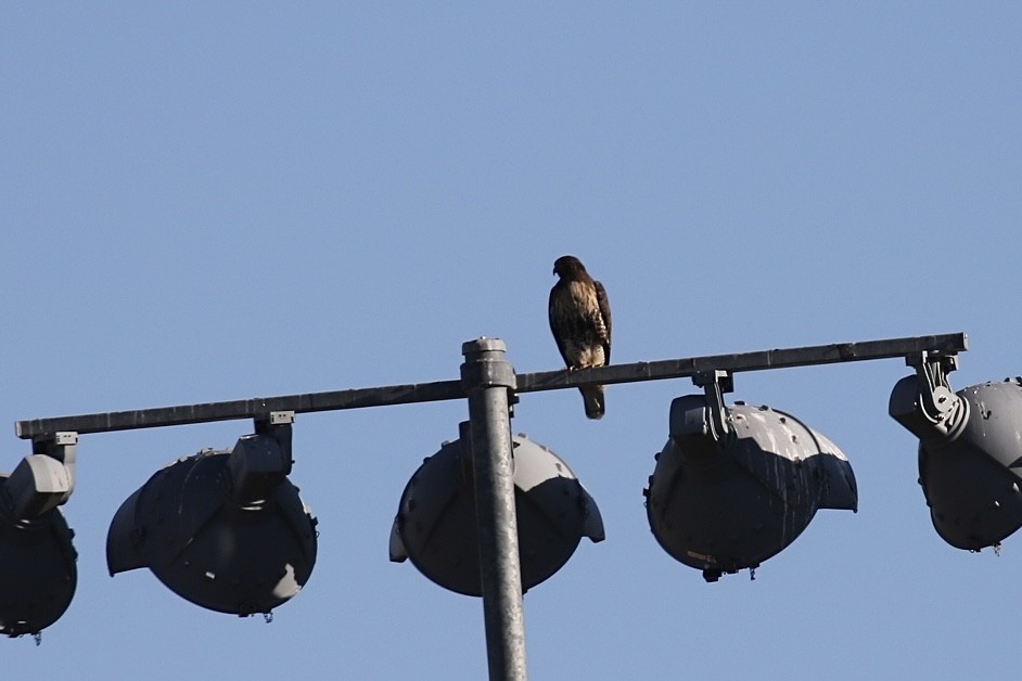 Red-tailed Hawk - ML614075217