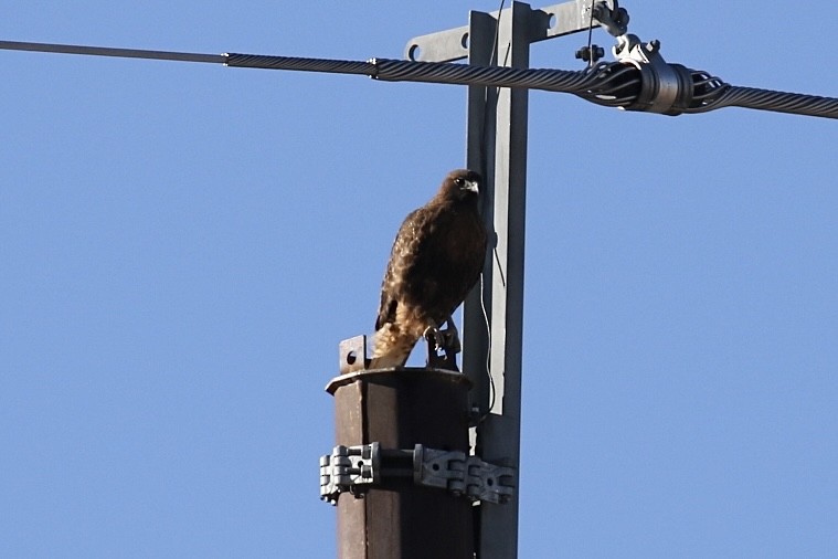 Red-tailed Hawk - ML614075218