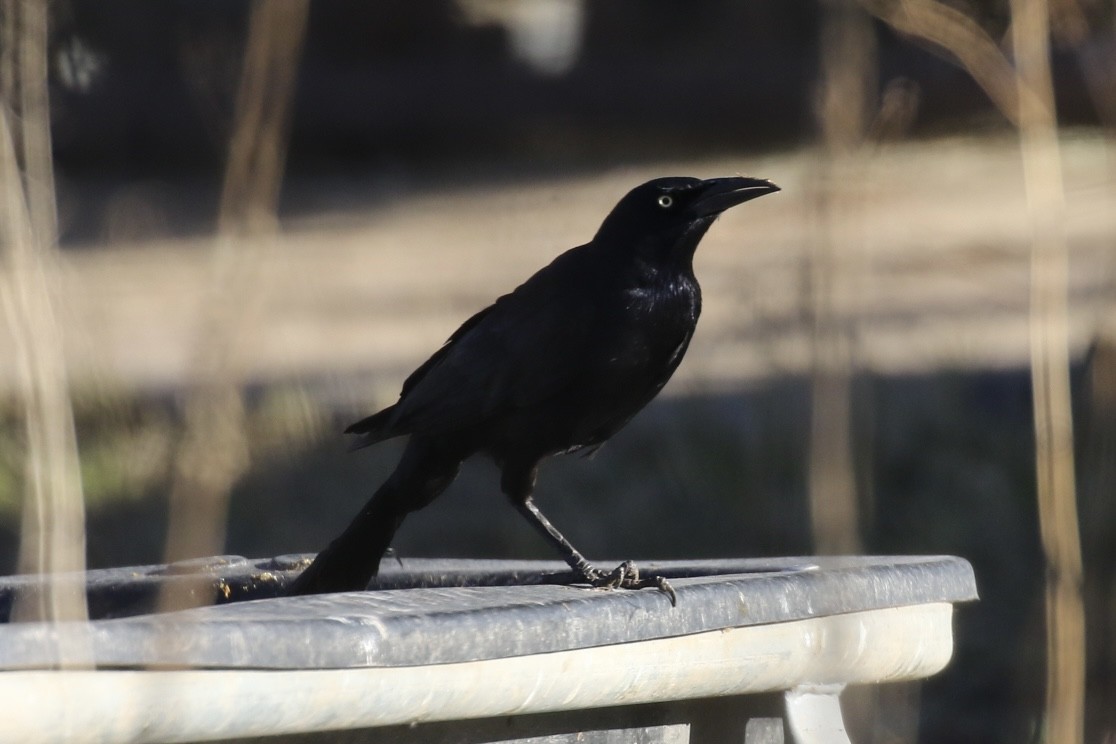 Great-tailed Grackle - ML614075256