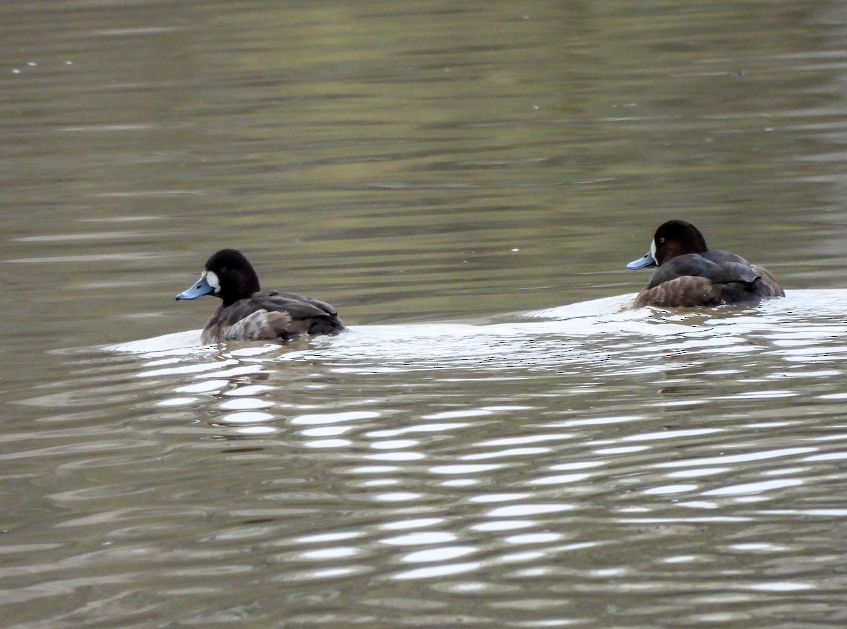 Greater Scaup - ML614075260