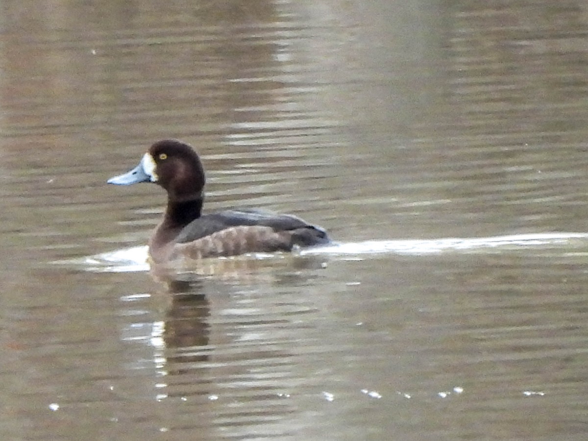 Greater Scaup - ML614075262