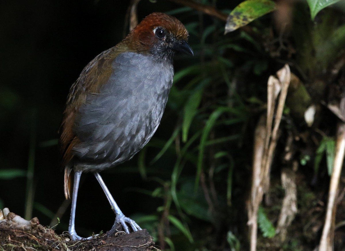 Chestnut-naped Antpitta - ML614075291