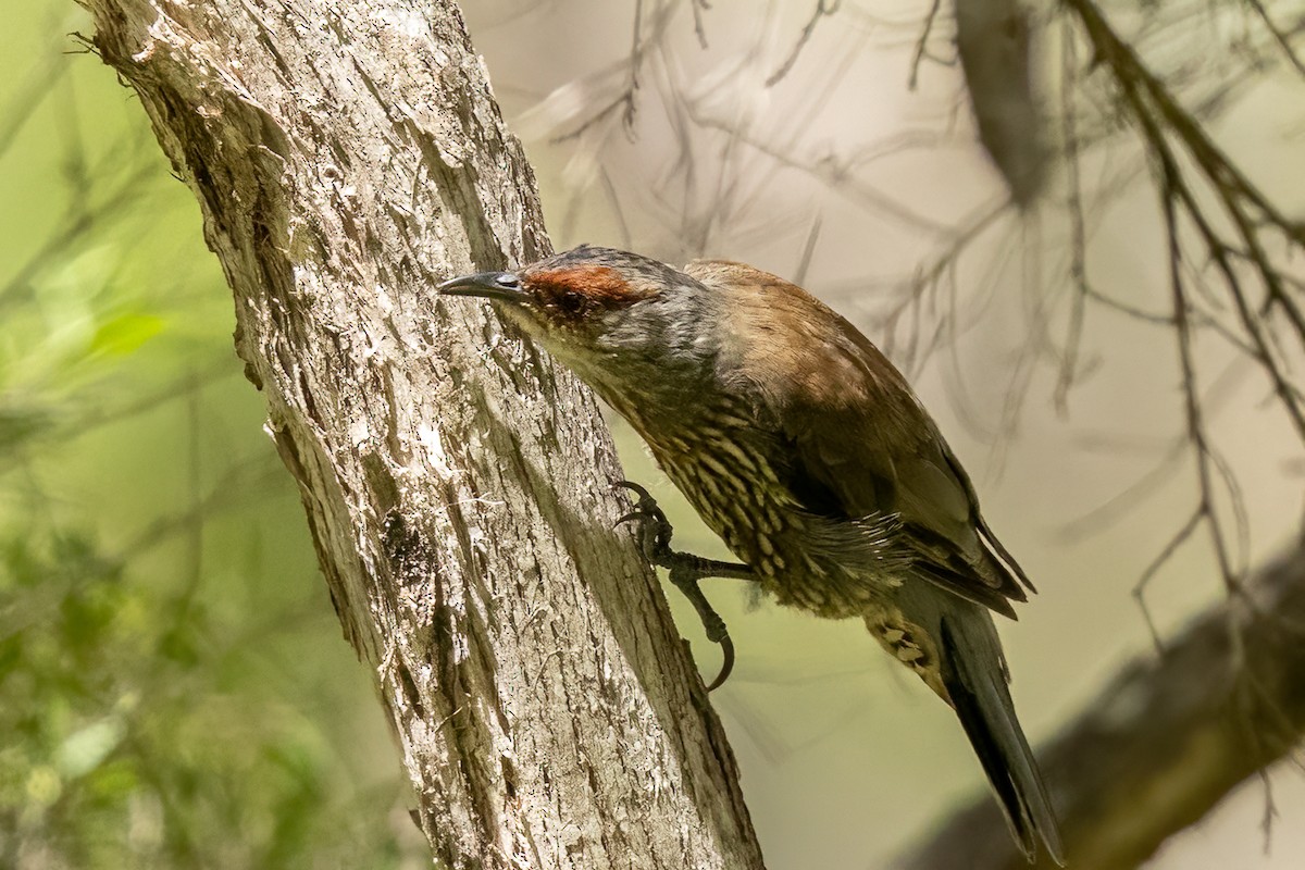 Red-browed Treecreeper - John McGill