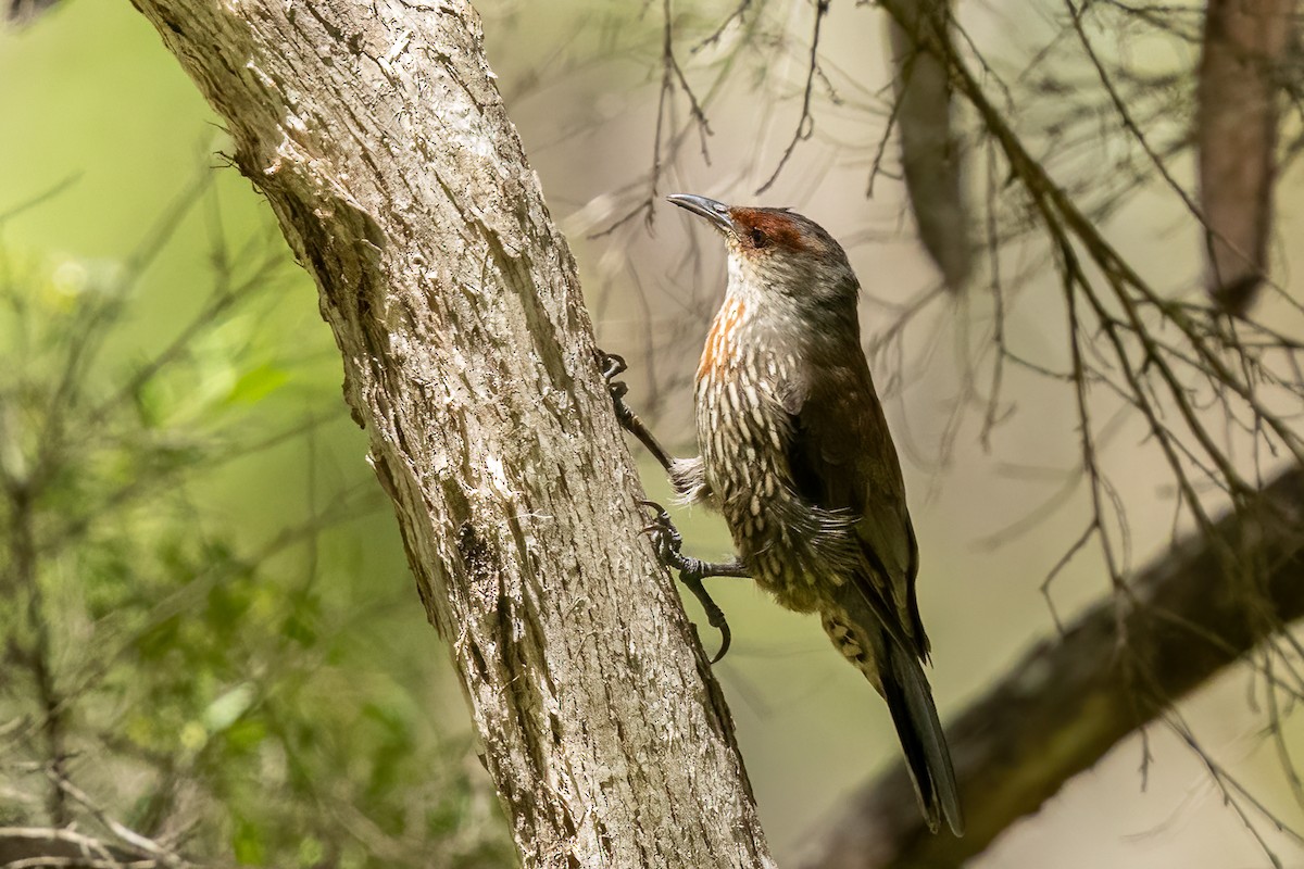 Red-browed Treecreeper - ML614075303