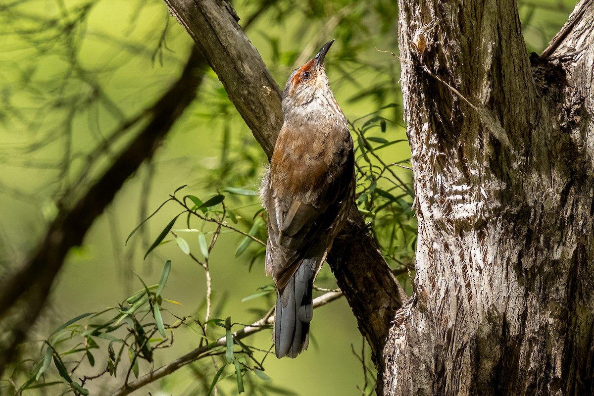 Red-browed Treecreeper - ML614075304