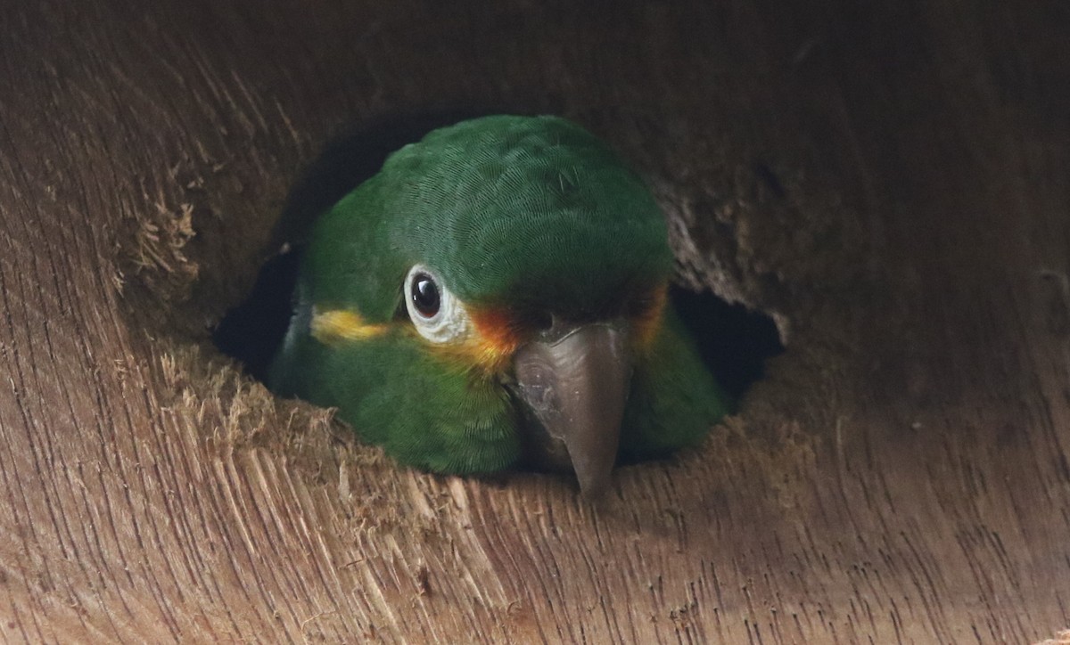 Conure à pinceaux d'or - ML614075311