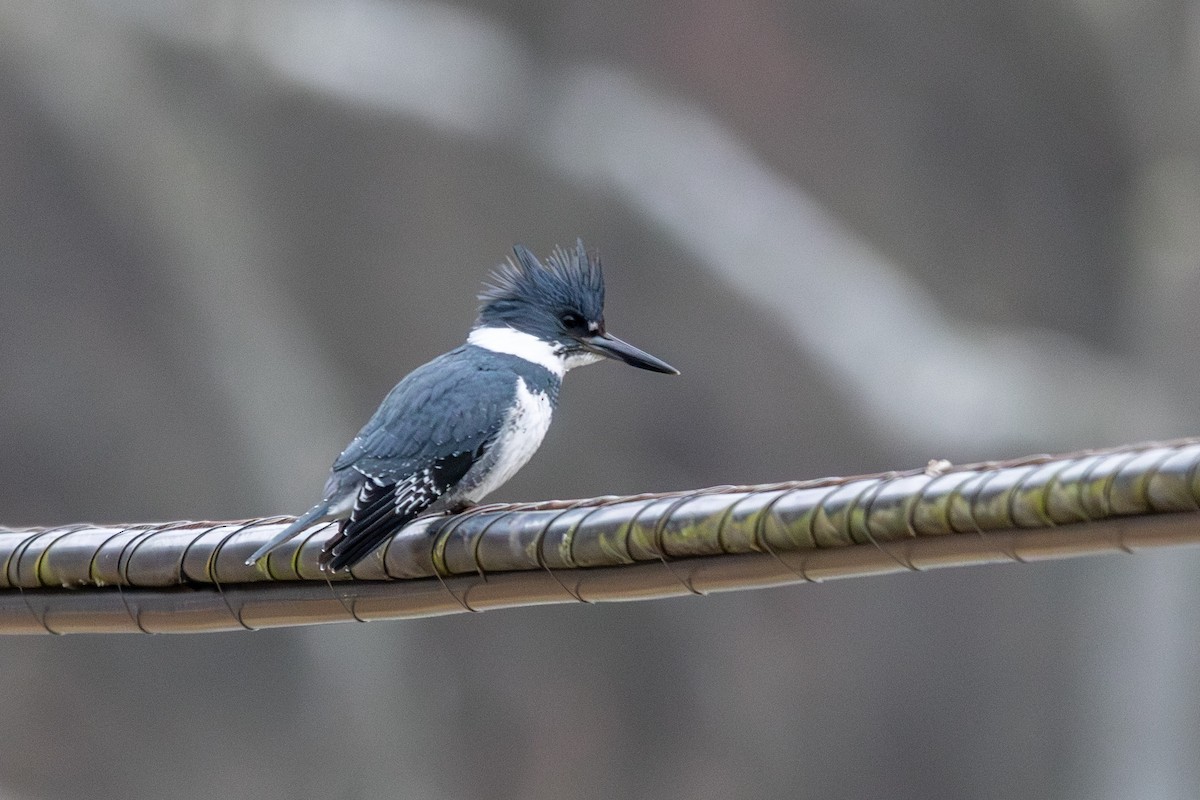 Belted Kingfisher - ML614075324