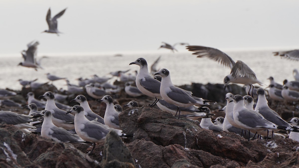 Franklin's Gull - Dante Gongora