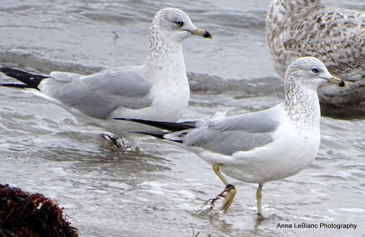 Ring-billed Gull - ML614075367