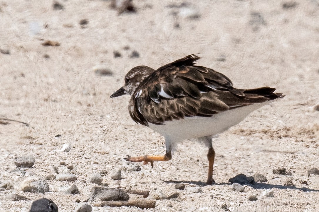 Ruddy Turnstone - ML614075375