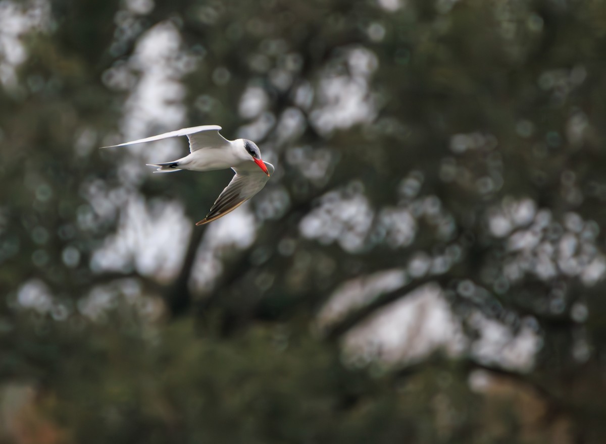 Caspian Tern - ML614075391